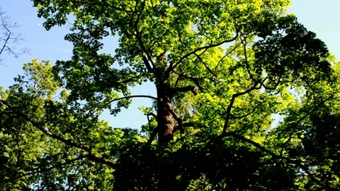 High tree in summer city park. 스톡 동영상 151554792