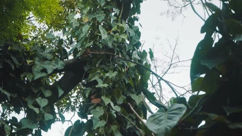 High tree tilt Stock Footage 151035782