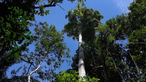 High Tree From Top To Bottom In Jungle Forest [Slow Motion] Stock Footage 88961336