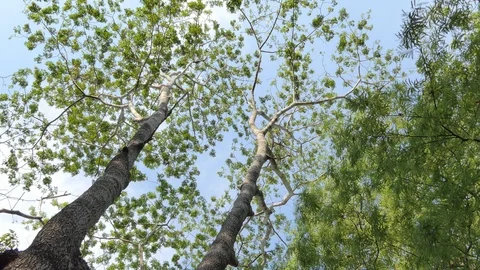 High tree in topical rain forest. Video stock 108490868