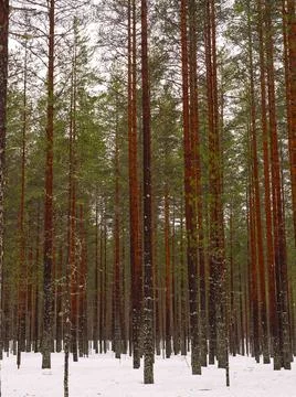 High tree trunks in the forest with snow Stock-Fotos