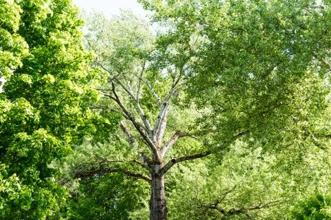 High tree with white bark aspen or poplar. Stock Photos