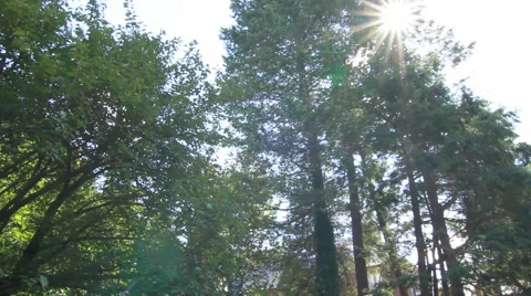 High Treeline Stock Footage 40805034