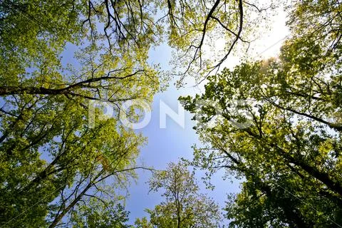High trees and blue sky Stock Photos