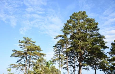 High trees and blue sky,cloudy sky,sun sky Stock Photos