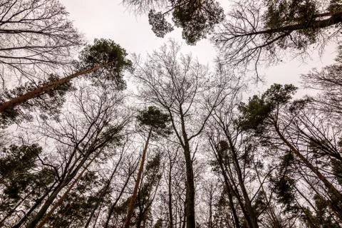 High trees and white sky in the middle of the forest Stock Photos
