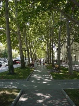 High trees with a bare smooth bark, located along the sides of a walking park Stock Photos