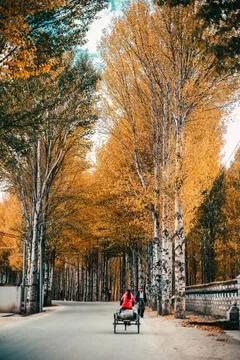 High trees on both sides of the road in a mountainous village Stock Photos