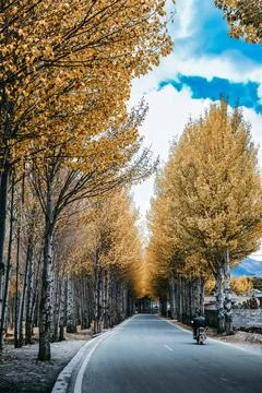 High trees on both sides of the road in a mountainous village Stock Photos