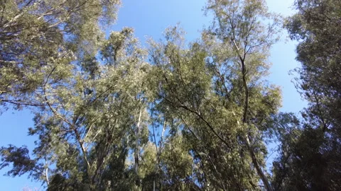 High trees 库存影片 157756943