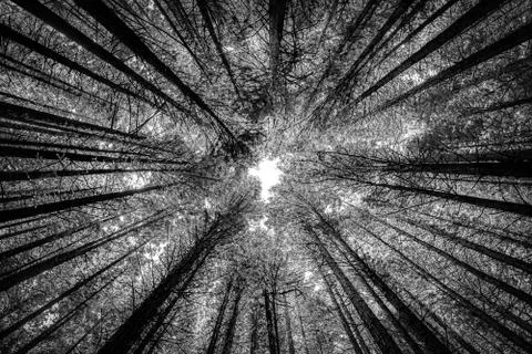 High trees in forest from below in infrared Stock Photos