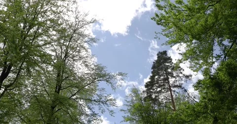 High trees in the forest view into the sky. Stock Footage 162918266