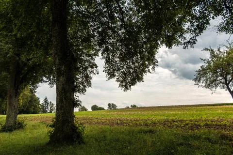 High trees, green fields and brown soil Stock Photos