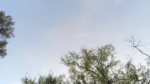 High in the trees in the morning Stock Footage 106258042