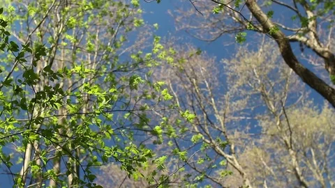 High trees overhead in blue sky Stock Footage 77137654