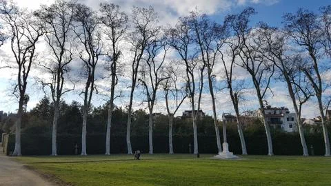 High trees in the park Foto stock