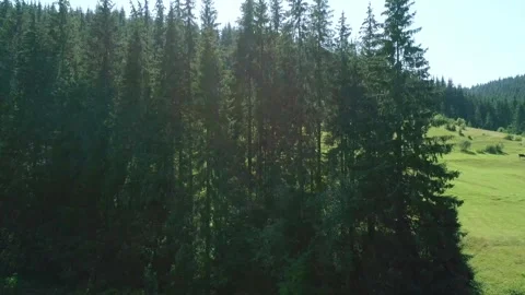 High trees in row and green grass land and farm animal Stock Footage 282253364
