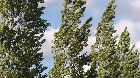 High trees swaying in the wind Stock Footage 154554955
