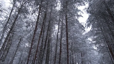 High trees in winter forest proudly tower above watcher. Tracking wide shot Stock Footage 74990607
