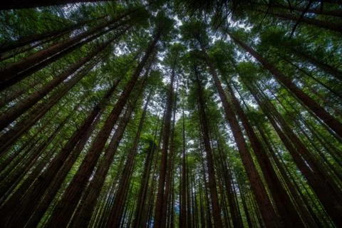 High trunks of trees from low angle Stock Photos