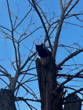 High Vantage Point Shows Bold Tree Climbing Cat Foto stock