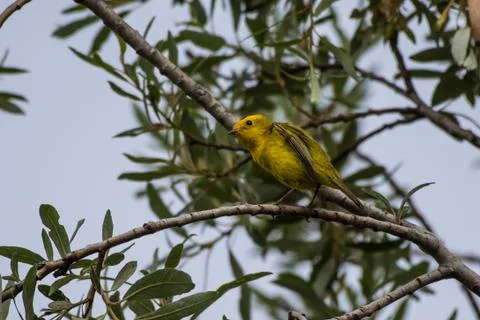 High vantage point for small bird. Stock Photos