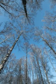 High vertical birch perspective against sky, strong linear rhythm of trunks a Stock Photos