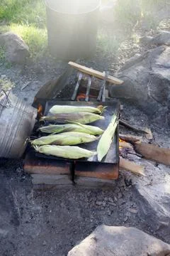 High view of 6 organic corn in the shell roasting on a wood fire Stock Photos