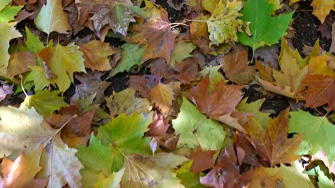 High view colored leaves fallen into the ground. Fall season. Video stock 169107806