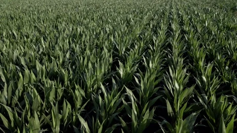High view corn cobs field in a summer season. Panning 4K Video stock 285487769