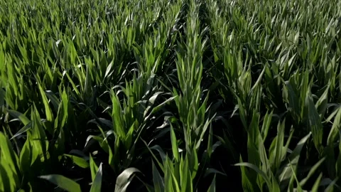 High view corn cobs field in a sunny day. Organic agricolture. Video 4K 库存影片 293060723