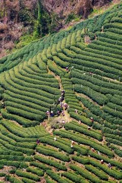 High view of Longjing tea fields Stock Photos