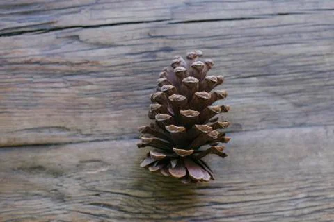 High View of One Pine Cone Stock Photos