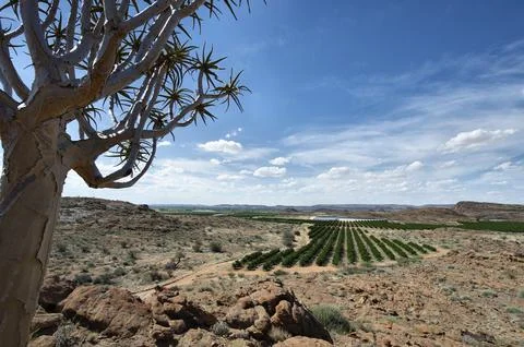 High view over quiver tree and rocky Northern Cape desert Stock Photos