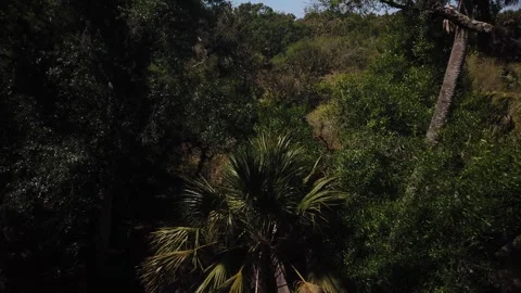 High View pan left to right  from tree level at Observation Tower at Myakka Rive Stock Footage 266539345