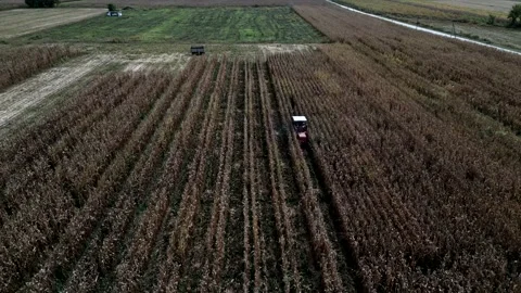 High view. Thresher threshes corn field. Harvesting. Video 4K 库存影片 320366230