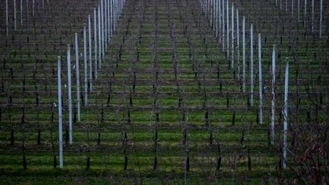 High views, row apple trees. Video 4K 库存影片 330870405