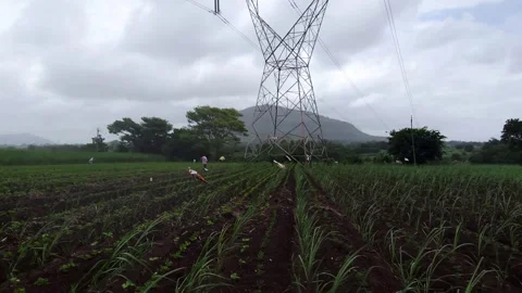 High-voltage electrical pylon towers over rows of agricultural crops under a clo Stock-Footage 341271561