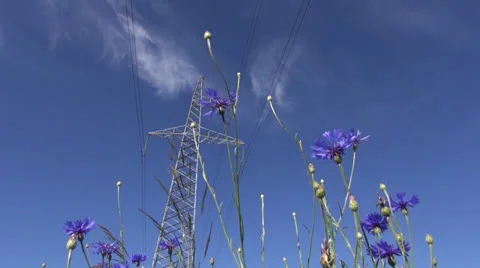 High voltage electrical tower and  cornflowers in wind Stock Footage 24899151