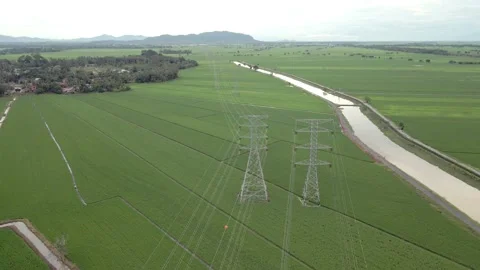 High voltage electricity power lines and and tower over vast green rice paddy Stock Footage 220089421