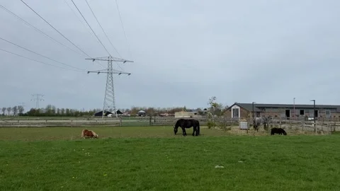 High-voltage infrastructure above green pasture with horses and agricultura.. 스톡 동영상 334078557