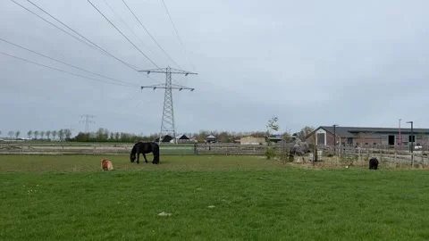 High-voltage infrastructure above green pasture with horses and agricultura.. Stock-Footage 334078578