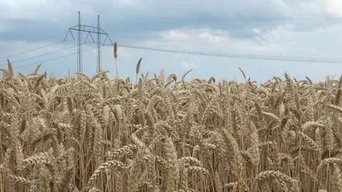 High voltage lines and power pylons in a flat and green agricultural landscape Stock Footage 79222678