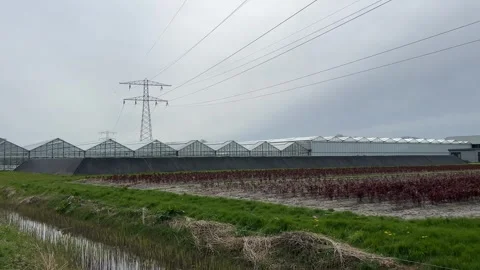 High-voltage lines over Dutch agricultural fields with grazing horses and m.. Stock-Footage 334078515