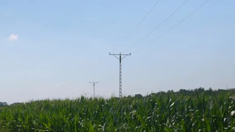 High voltage power lines standing on a green corn field in summer Stock Footage 343544112