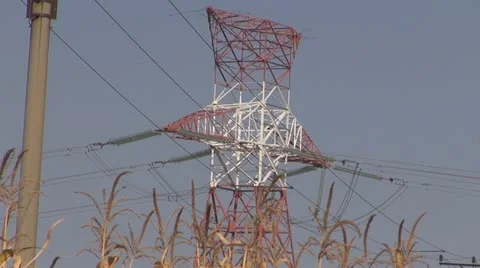 High Voltage Pylons.Field of maize. Vídeos de archivo 20625673