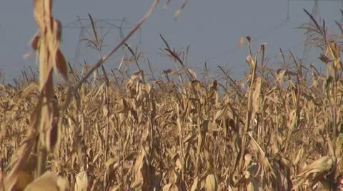 High Voltage Pylons.Field of maize. Video stock 20626025