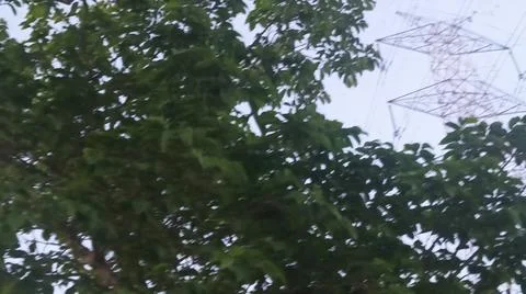High Voltage Transmission Tower Behind Green Tree Branches Stock Photos