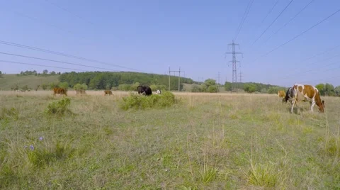 High-voltage wires of the mast. Cows graze in the meadow under the wires. Video stock 54249484