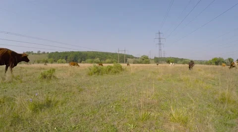 High-voltage wires of the mast. Cows graze in the meadow under the wires. Stock-Footage 54249594